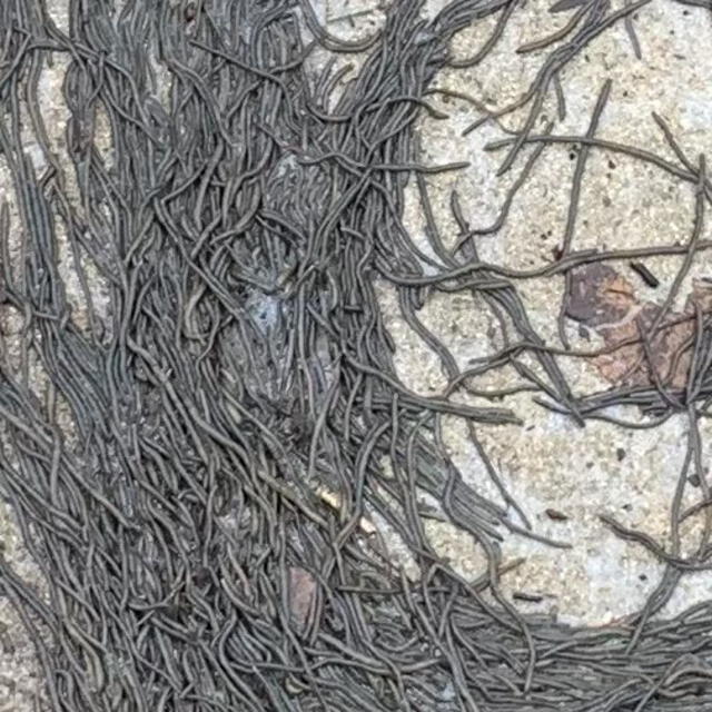 Soñar con gusanos puede significar también violencia o manipulción. Soñar con gusanos puede significar también violencia o manipulción.