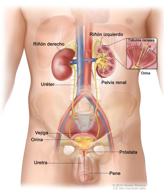 Sistema urinario del cuerpo humano   