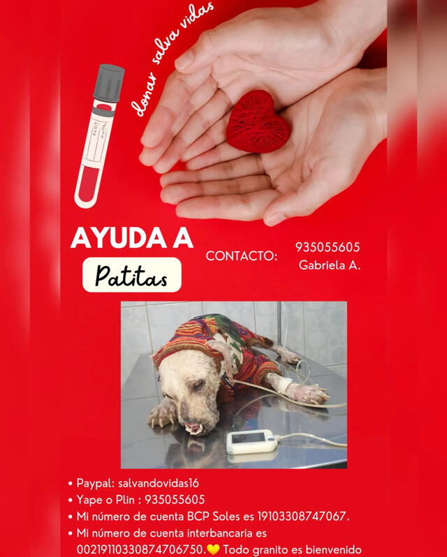Patitas es un perrito maltratado que busca ayuda para poder tener otra oportunidad de vida. 