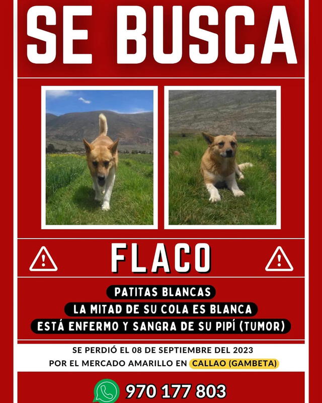 Buscan a 'Flaco' desde el último 8 de septiembre.   