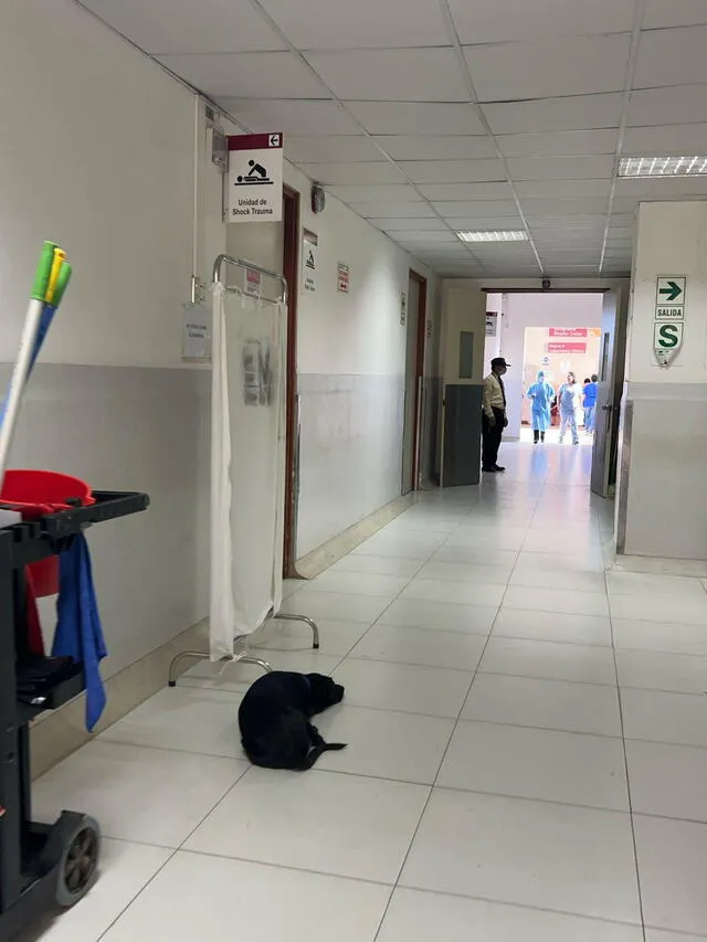 Perrito lleva más de un día esperando a su dueña en el área de trauma shock. Perrito lleva más de un día esperando a su dueña en el área de trauma shock.