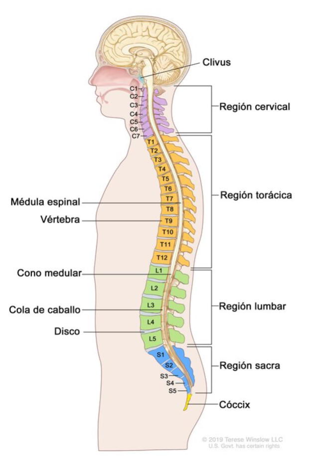 La columna vertebral es el eje del esqueleto humano.