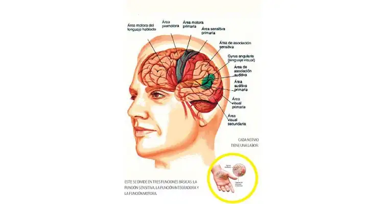 Todos los detalles de las funciones del sistema nervioso.