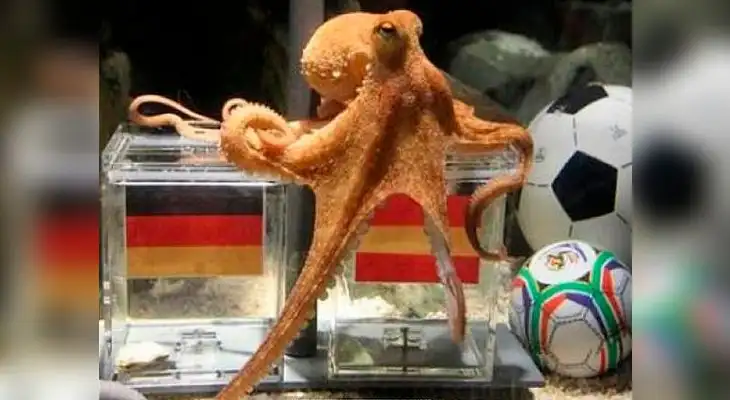 El Pulpo Paul, la sensación de Sudáfrica 2010