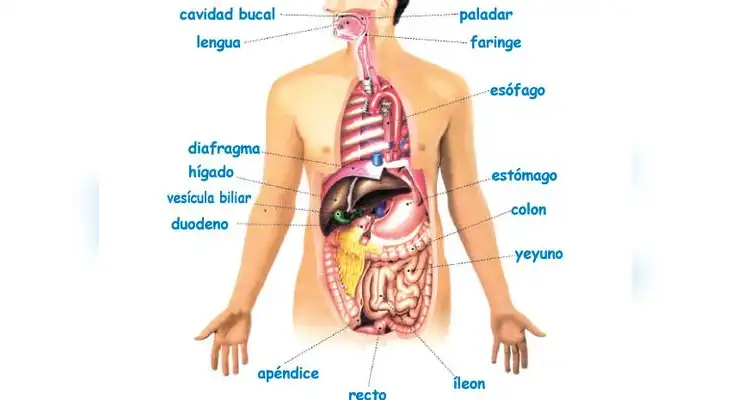 Aprende de qué trata el proceso de la deglución en el sistema digestivo.