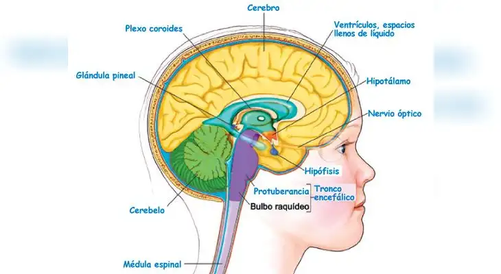 Conoce todo sobre el sistema nervioso.
