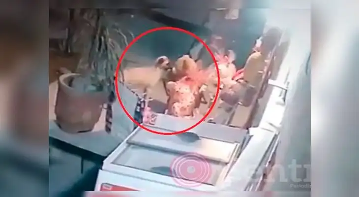 Perrito entra a una tienda y se roba un peluche previo a San Valentín