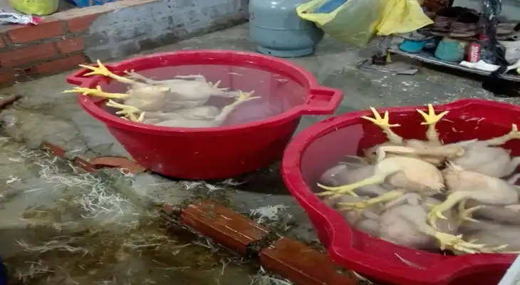 Pollos eran sacrificados en deplorables condiciones de salubridad Pollos eran sacrificados en deplorables condiciones de salubridad