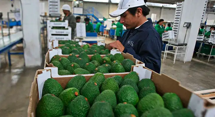 Palta peruana llegará por primera vez al mercado asíatico a través de la cadena de supermercados Emart. Palta peruana llegará por primera vez al mercado asíatico a través de la cadena de supermercados Emart.