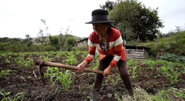 Este miércoles 24 de junio se celebra el Día del Campesino que busca reconocer el arduo trabajo de hombres y mujeres en el campo, pero sufre una crisis por la pandemia de coronavirus. Este miércoles 24 de junio se celebra el Día del Campesino que busca reconocer el arduo trabajo de hombres y mujeres en el campo, pero sufre una crisis por la pandemia de coronavirus.