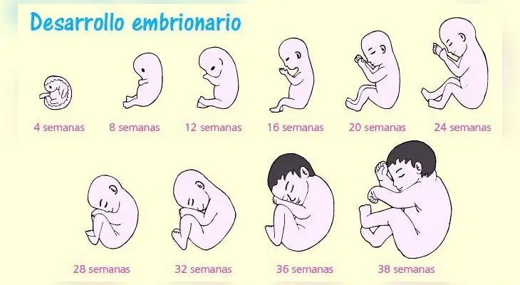 La primera señal de que se ha producido el embarazo es que desaparece la menstruación. La primera señal de que se ha producido el embarazo es que desaparece la menstruación.