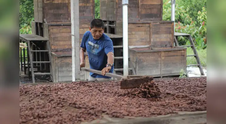 Familias productoras de cacao son beneficiados con manejo integrado de plagas. Familias productoras de cacao son beneficiados con manejo integrado de plagas.
