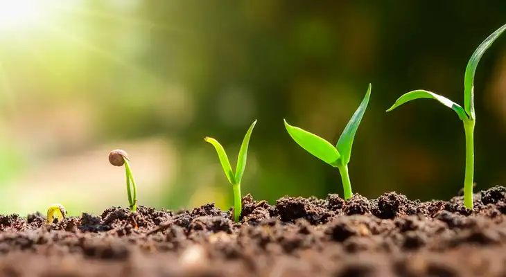 Partes de las plantas y su función en el medio ambiente Partes de las plantas y su función en el medio ambiente