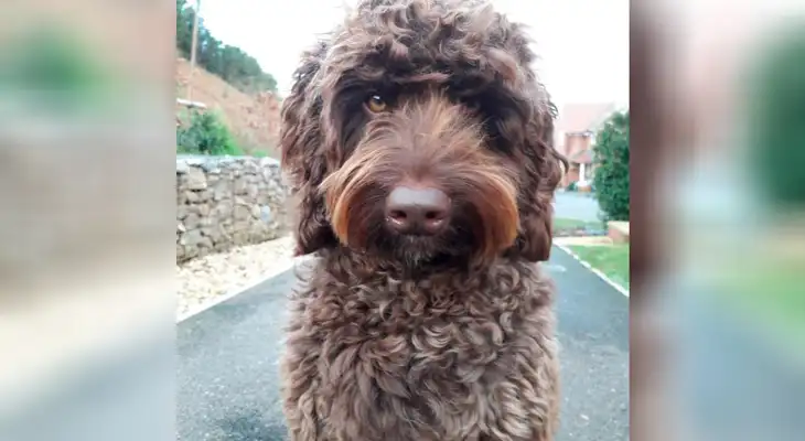 Digby es un perro que ayuda a los bomberos en las sesiones de terapia a lidiar con el trauma.
