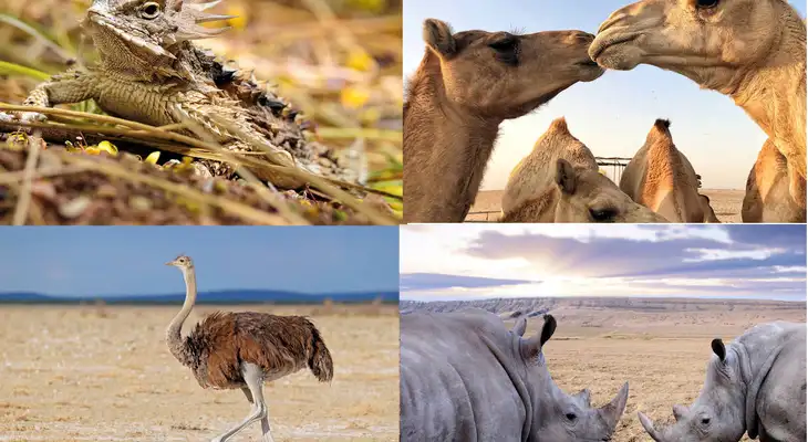 Estos animales se adaptan a las zonas áridas y secas. Estos animales se adaptan a las zonas áridas y secas.