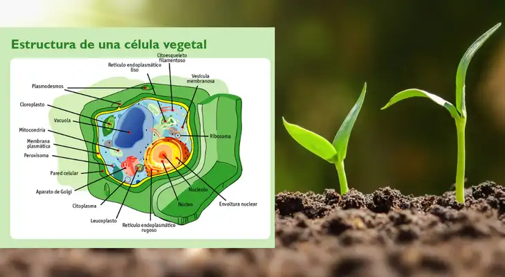 Las plantas son los únicos seres vivos capaces de producir su propio alimento. Las plantas son los únicos seres vivos capaces de producir su propio alimento.