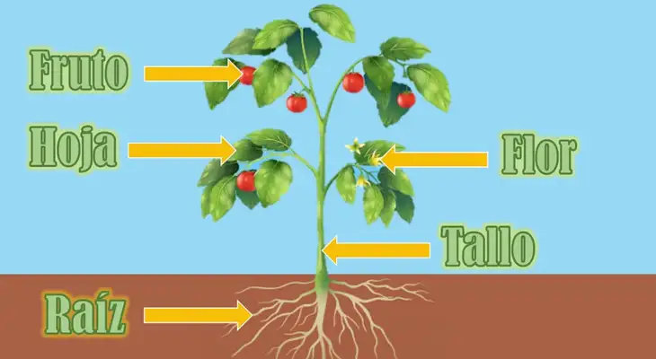 Las flores tienen el rol principal en la distribución de semillas Las flores tienen el rol principal en la distribución de semillas