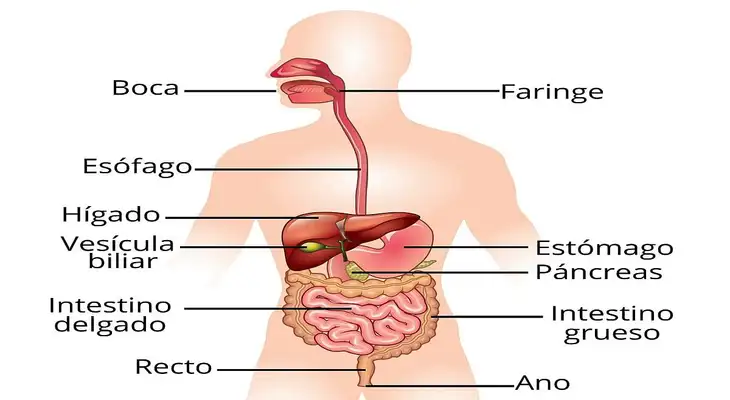 Explora el sistema digestivo y su acción. Descubre sus funciones y consejos para una digestión saludable. ¡Infórmate ahora!