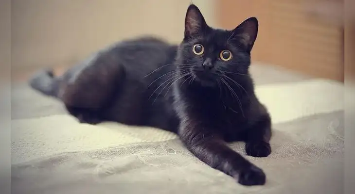 Conoce cuál es el significado de tener un sueño con este minino. Conoce cuál es el significado de tener un sueño con este minino.