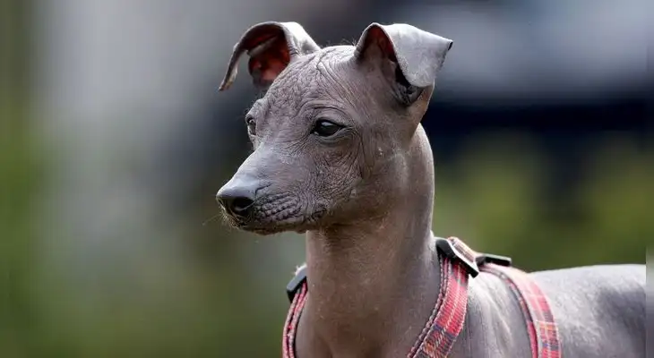 Desde hace 37 años el perro peruano ha sido reconocido como una raza originaria del país que atrae el mundo.