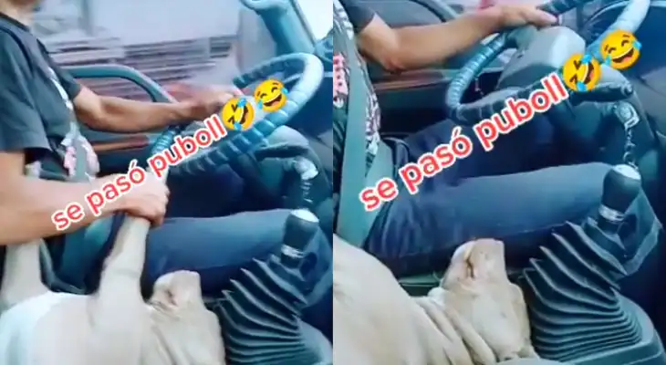 Pitbull