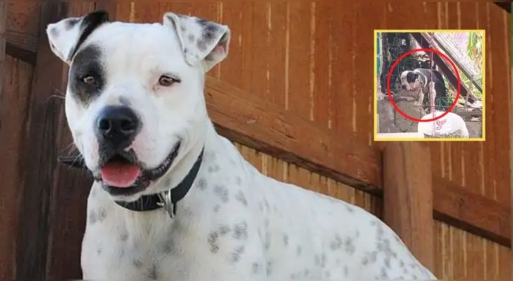 Un perro pitbull atacó a un ladrón dejándolo con el brazo desprendido y perdiendo mucha sangre en México.