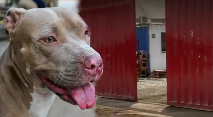 Niña de 6 años es atacada por perro pitbull en las afueras de una fábrica en Ate.