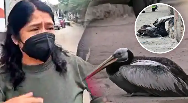 Los vecinos de SJM temen que el pelícano tenga la gripe aviar.
