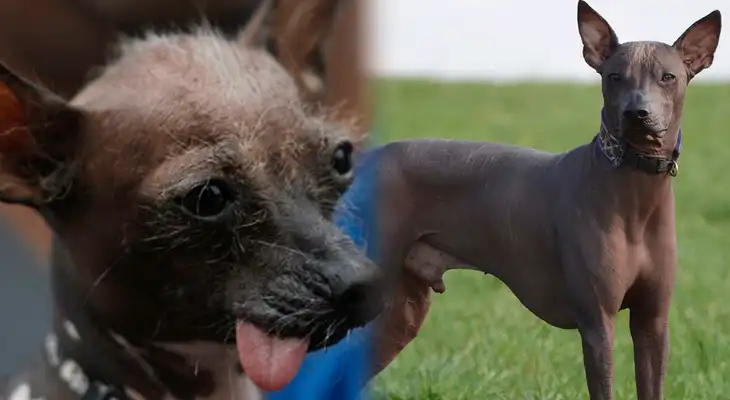 Beneficios de tener un Perro Peruano