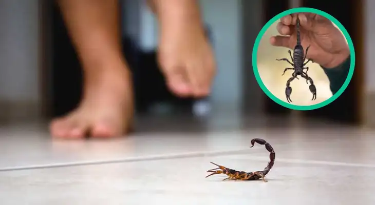 ¿Qué hacer frente a la aparición de alacranes en casa? ¿Qué hacer frente a la aparición de alacranes en casa?