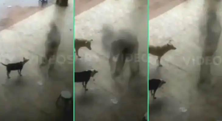 La escena conmovió a miles de usuarios en TikTok.