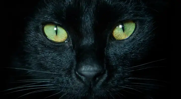 Explora el significado espiritual del Gato Negro y su sabiduría oculta Explora el significado espiritual del Gato Negro y su sabiduría oculta