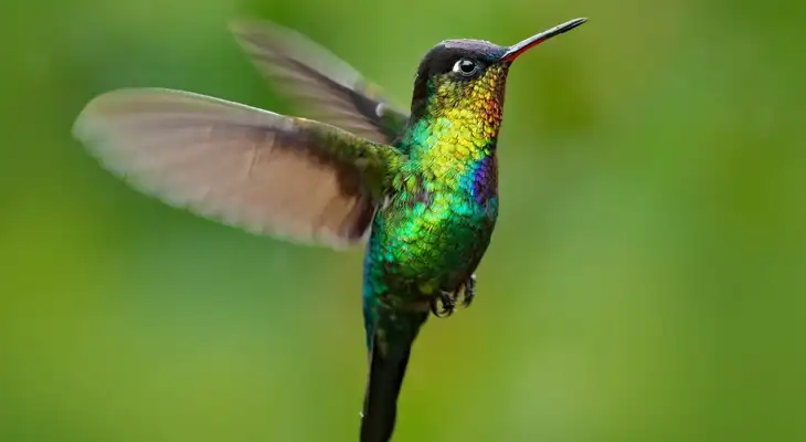 Conoce el significado espiritual del colibrí y su conexión con la espiritualidad. Conoce el significado espiritual del colibrí y su conexión con la espiritualidad.