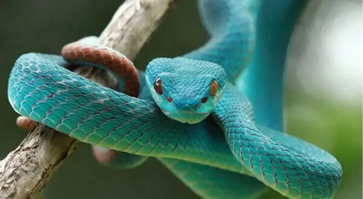 Conoce el significado espiritual de la serpiente y su conexión con la espiritualidad. Conoce el significado espiritual de la serpiente y su conexión con la espiritualidad.