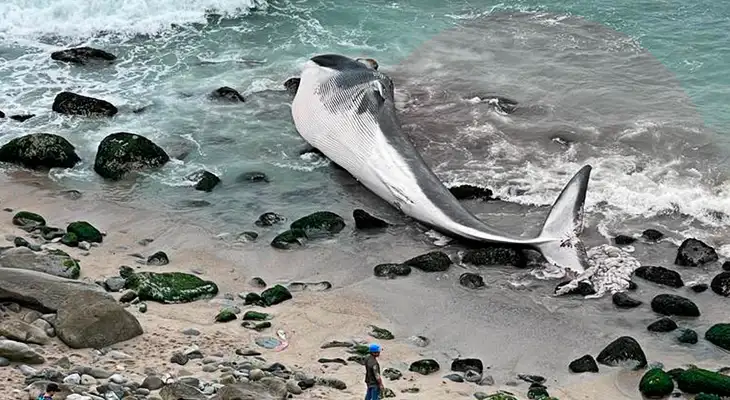 Una ballena sin vida quedó varada en la playa Señoritas. Una ballena sin vida quedó varada en la playa Señoritas.