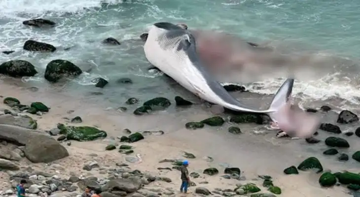 Fiscalía investiga el hallazgo de una ballena varada en una playa de Punta Hermosa Fiscalía investiga el hallazgo de una ballena varada en una playa de Punta Hermosa