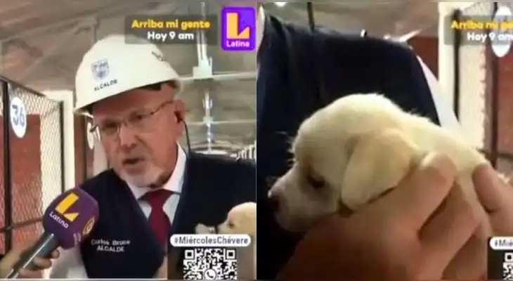 Carlos Bruce, alcalde de Surco, es vomitado EN VIVO por cachorrito y es viral en reds sociales.