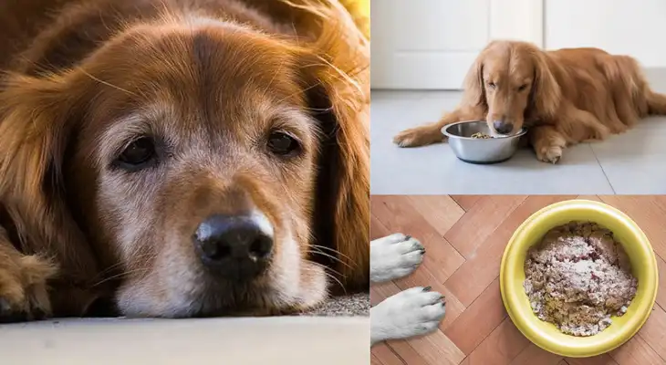 Es preferible darle comida húmeda o remojar sus croquetas con agua.