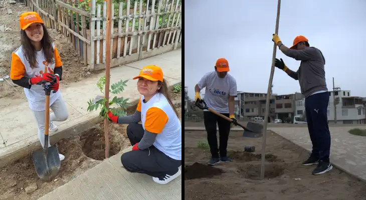 Villa El Salvador: Plantan 200 árboles en jornada de arborización Villa El Salvador: Plantan 200 árboles en jornada de arborización