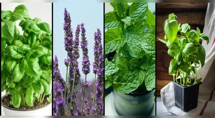 Estas plantas alejarán a las cucarachas de tu jardín. Estas plantas alejarán a las cucarachas de tu jardín.