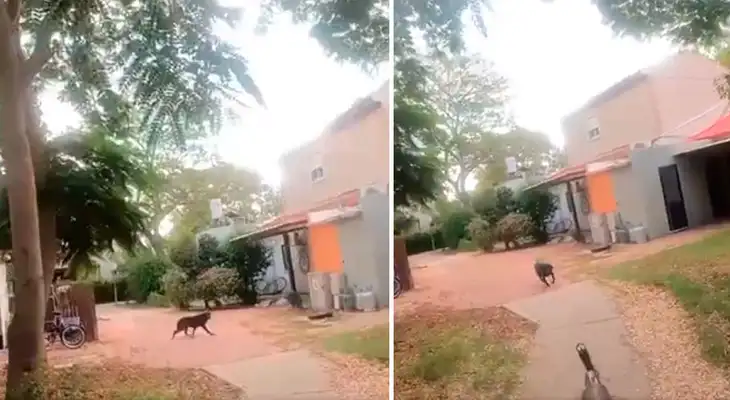 Terroristas de Hamás disparan a perro, sobrevive y lo rematan: grabaron el ataque Terroristas de Hamás disparan a perro, sobrevive y lo rematan: grabaron el ataque