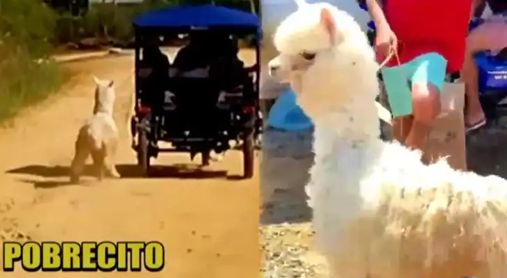 Captan a alpaca bebé siendo maltratada por sus dueños en Tarapoto.