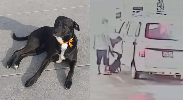 Vecinos señalan que perro no era bravo y denuncian que desaparición es maltrato animal.