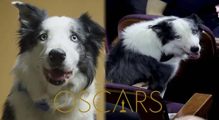 Perrito de ‘Anatomía de una caída’ se luce en los Premios Oscar 2024