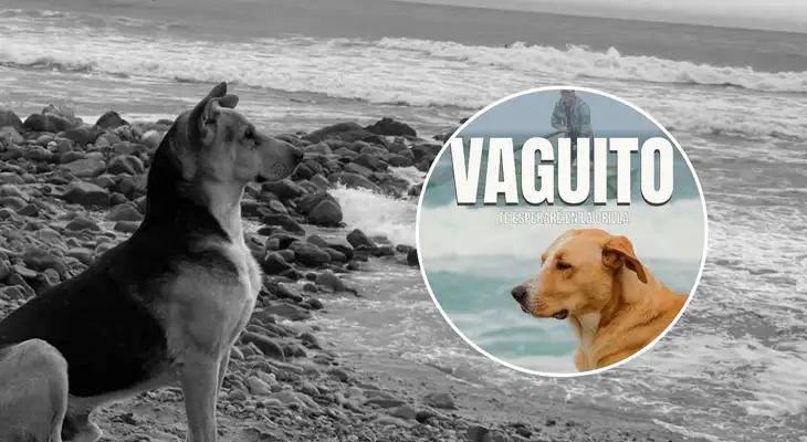 Vaguito: El motivo por el cual el perrito de Punta Negra no actuó en su propia película. Vaguito: El motivo por el cual el perrito de Punta Negra no actuó en su propia película.
