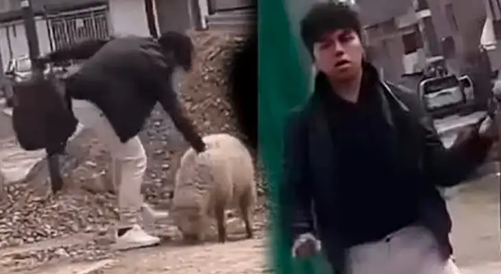 Joven maltrató a una oveja y le quitó la vida. Joven maltrató a una oveja y le quitó la vida.
