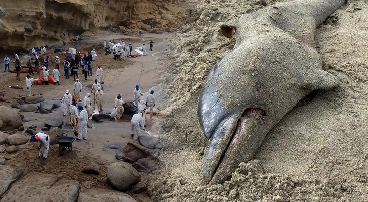 Derrame de petróleo en Piura deja un panorama desolador con delfines muertos en la orilla de playa Las Capullanas Derrame de petróleo en Piura deja un panorama desolador con delfines muertos en la orilla de playa Las Capullanas