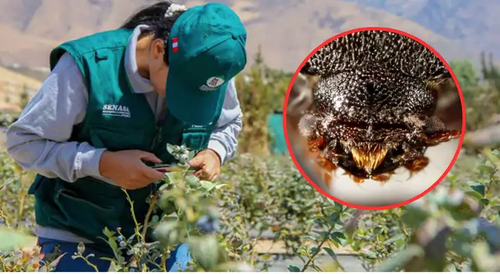 SENASA confirma emergencia fitosanitaria: peligroso insecto llegó desde la India y amenaza al país.