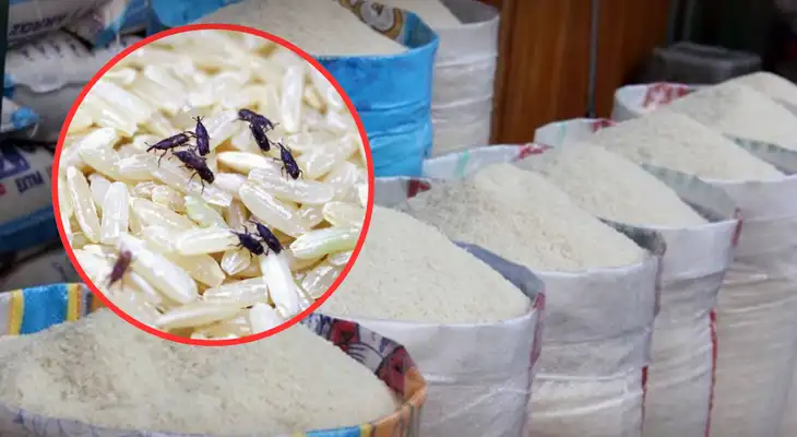 Peligroso insecto invade toneladas de arroz importado de Asia.