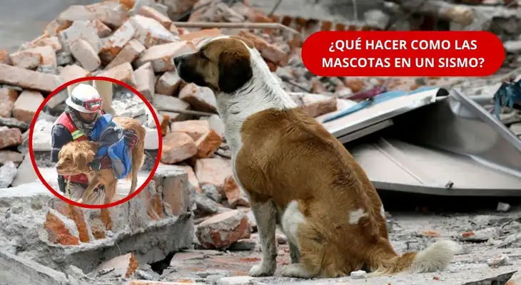 Un sismo puede ocurrir sin previo aviso y también poner en riesgo a perros y gatos. Conoce qué debe tener su mochila de emergencia y cómo preparar una evacuación segura.